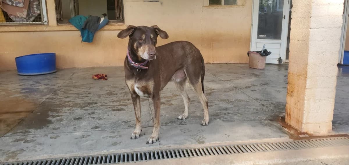 SNOOP, male Doberman for adoption at SPA Aix-en-Provence, Aix