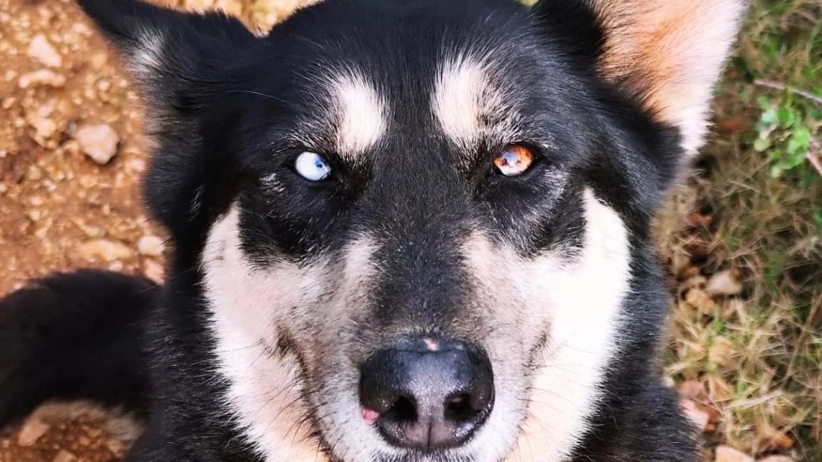 BLUE, female Mixed Breed for adoption at SPA Aix-en-Provence, Aix