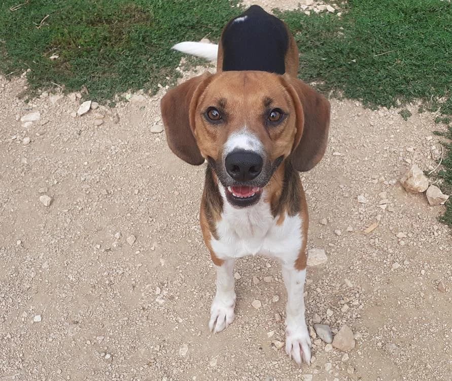 CHORIZO, male 3yo Beagle for adoption at SPA Aix-en-Provence, Aix