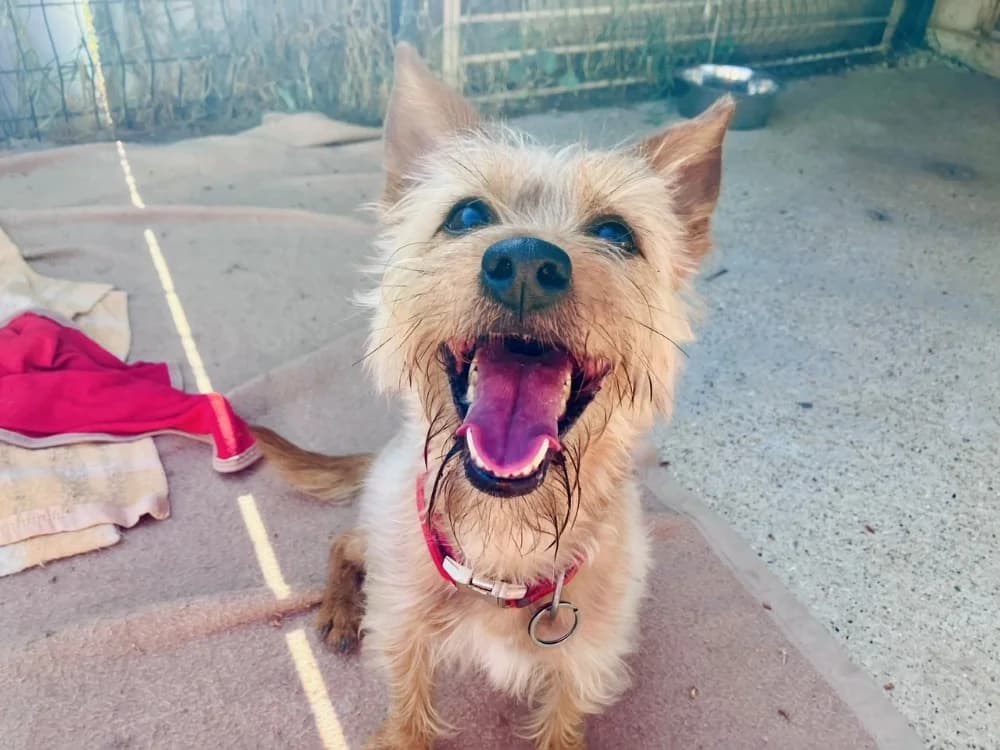 JUANIMBA, male 5yo Yorkshire Terrier for adoption at SPA Aix-en-Provence, Aix