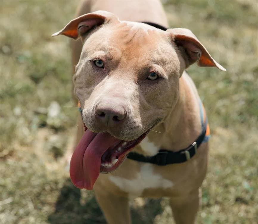 CHILI, male mixed breed for adoption at Gerhard Cramer), Arry