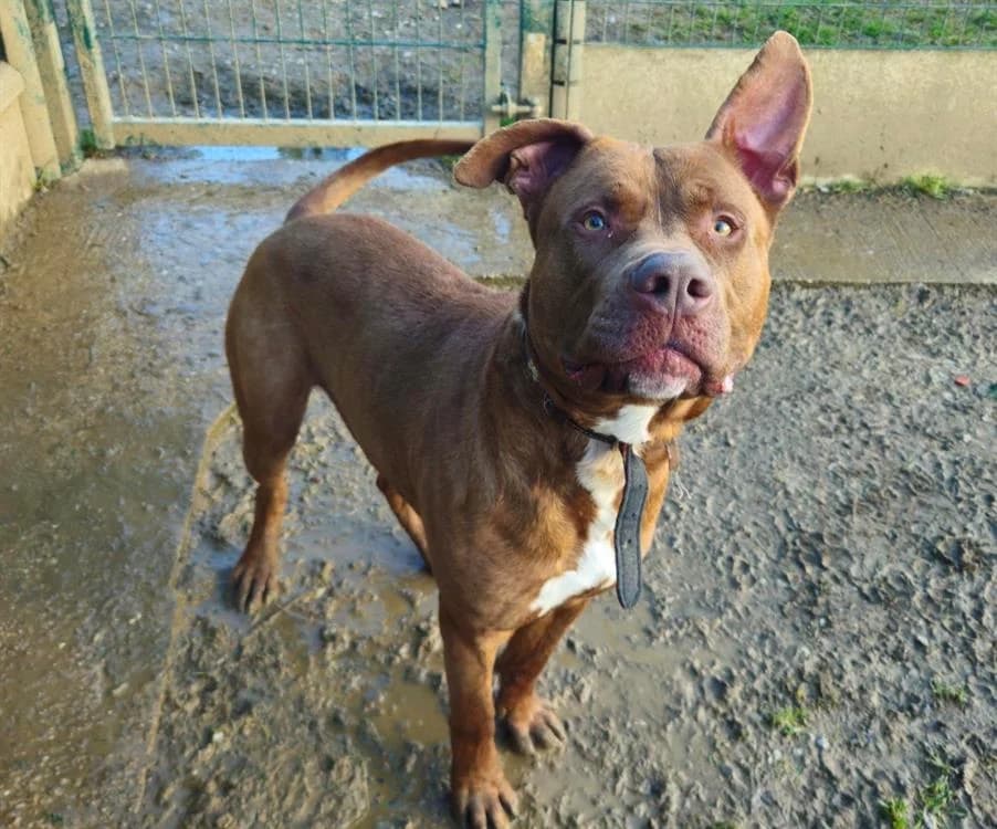 KISSKOOL, male Mixed Breed for adoption at Gerhard Cramer), Arry