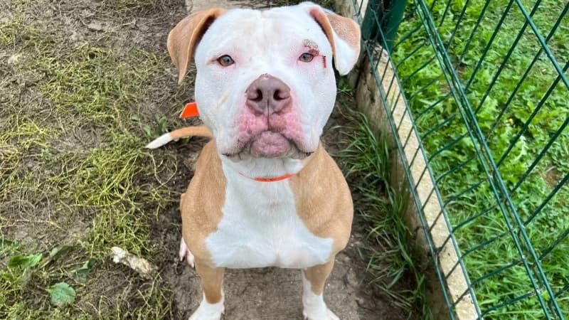 BARRY, male mixed breed for adoption at Gerhard Cramer), Arry