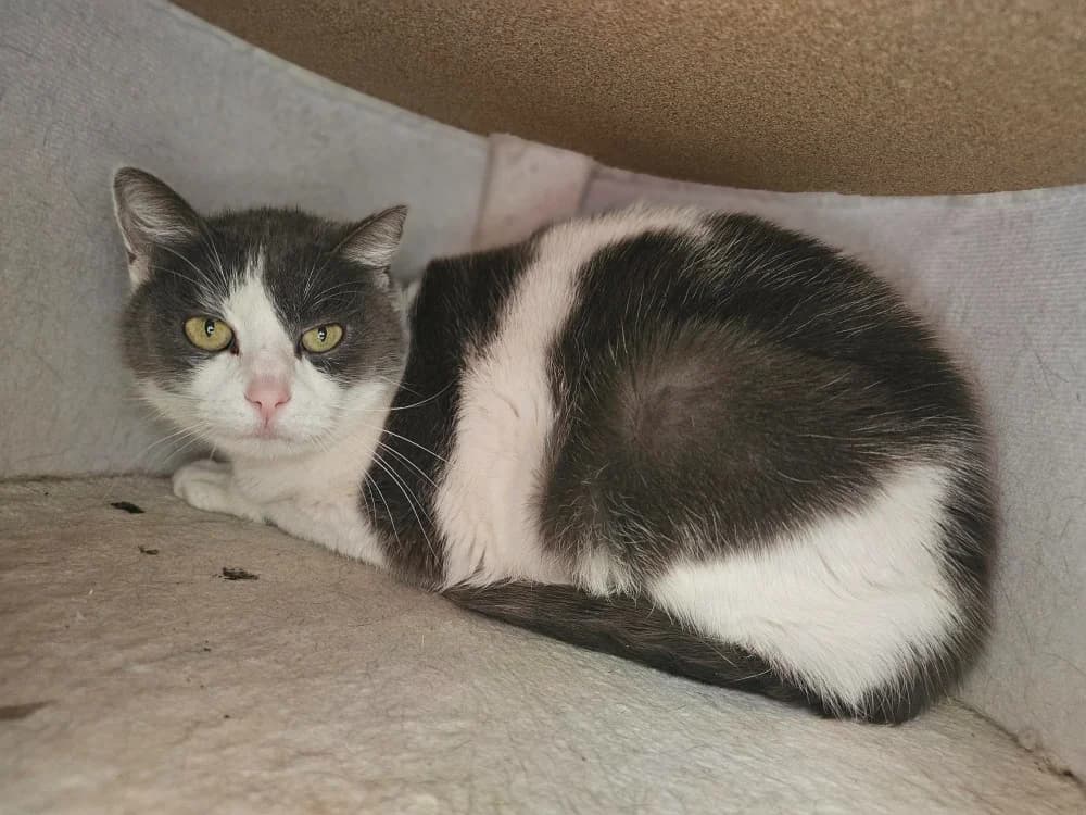 Iris, female mixed breed for adoption at Gerhard Cramer), Arry