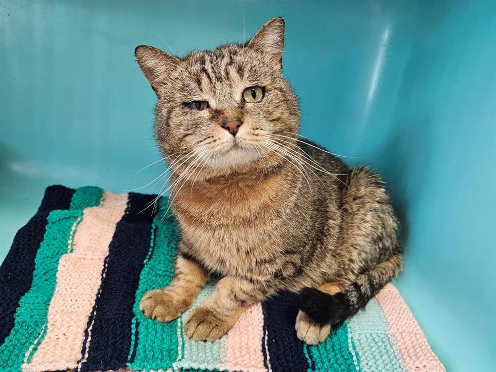 ROMEO, male mixed breed for adoption at Gerhard Cramer), Arry