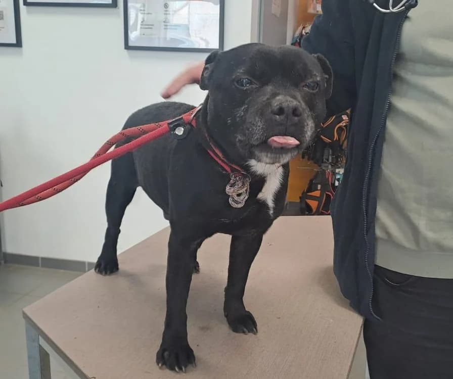 MAGNUM, male Staffordshire Bull Terrier for adoption at Gerhard Cramer), Arry