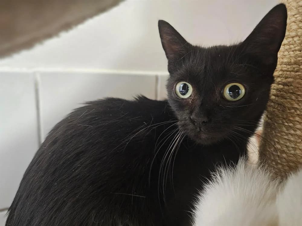 PANTHER, female mixed breed for adoption at Gerhard Cramer), Arry