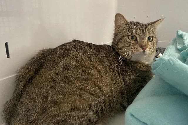 maelle, female mixed breed for adoption at Gerhard Cramer), Arry