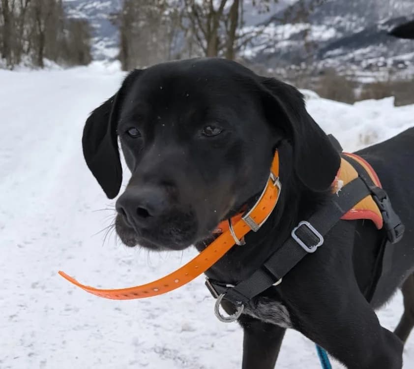 KIRO, male Labrador Retriever for adoption at SPA Briançon, Briancon