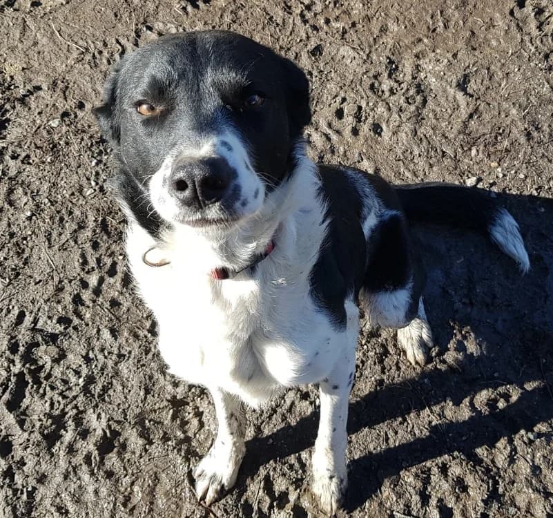 ULYSSE, male young Border Collie for adoption at SPA Briançon, Briancon