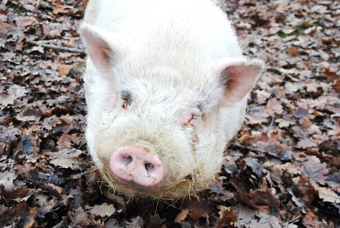 JUSTIN, male mixed breed for adoption at SPA Vichy (Brugheas), Vichy
