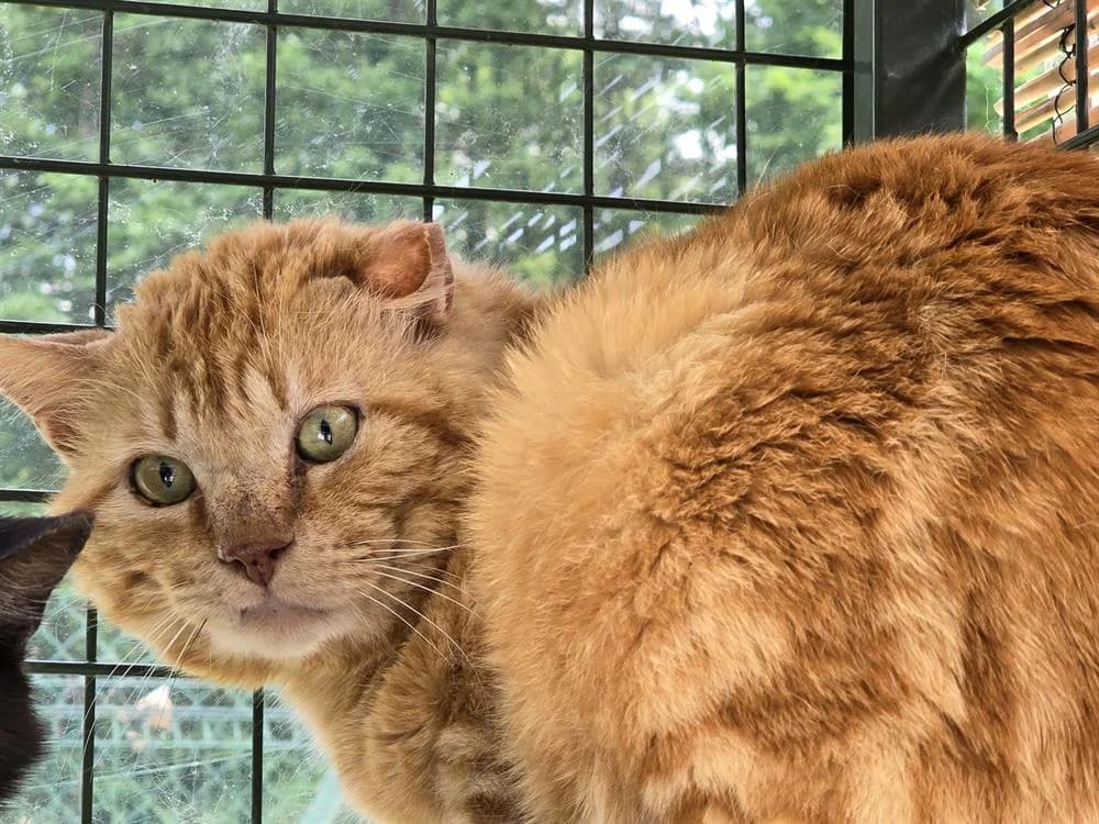 MIKE, male mixed breed for adoption at SPA Vichy (Brugheas), Vichy