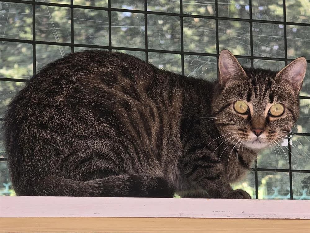 Baghera, female mixed breed for adoption at SPA Vichy (Brugheas), Vichy