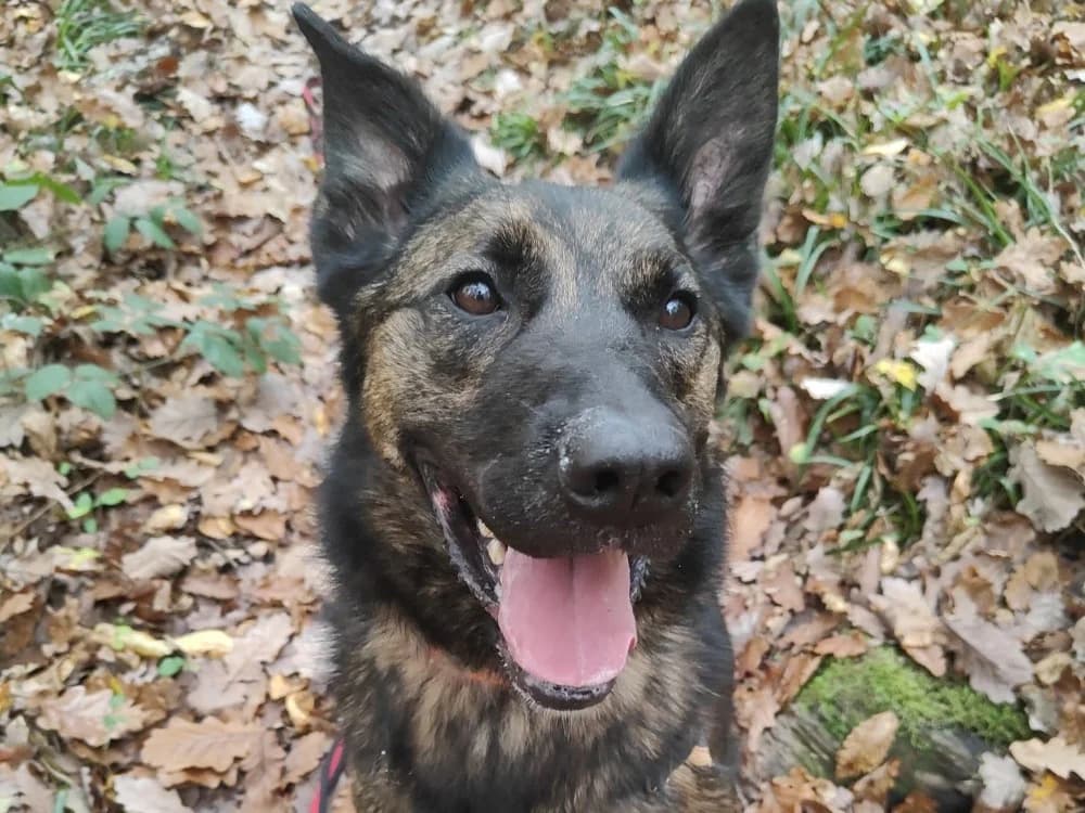 TOMY, male Mixed Breed for adoption at SPA Vichy (Brugheas), Vichy