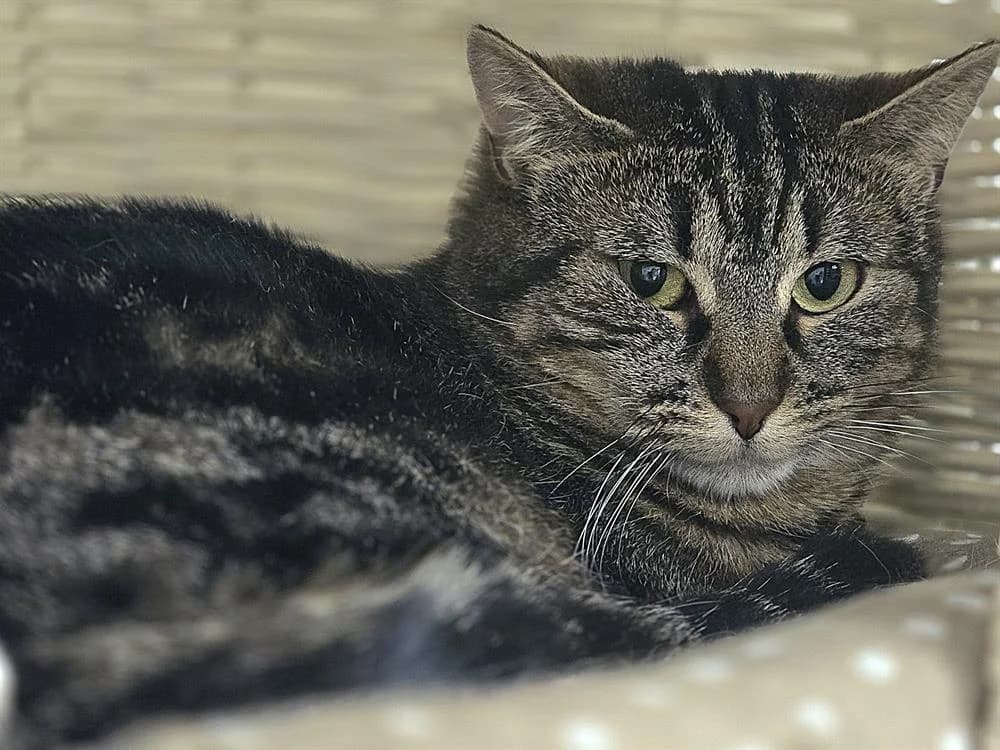 AZIRA, female mixed breed for adoption at SPA Vichy (Brugheas), Vichy