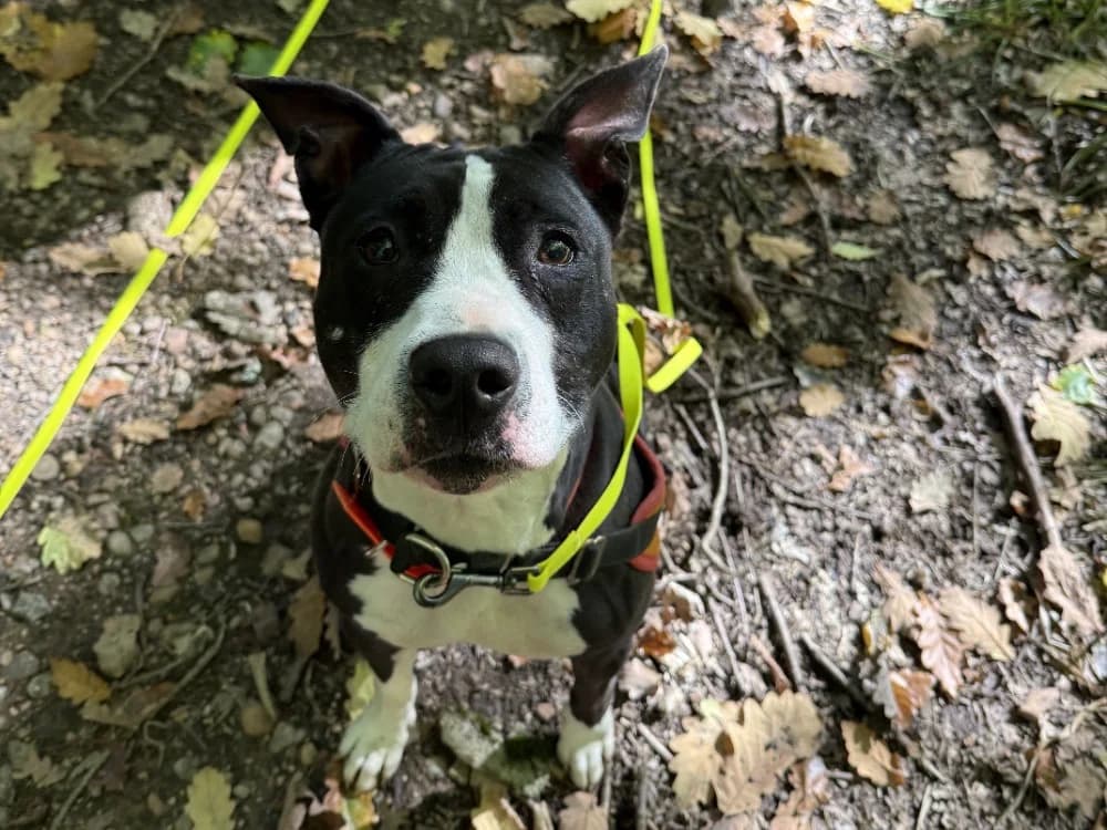 RUSSIA, female Mixed Breed for adoption at SPA Vichy (Brugheas), Vichy