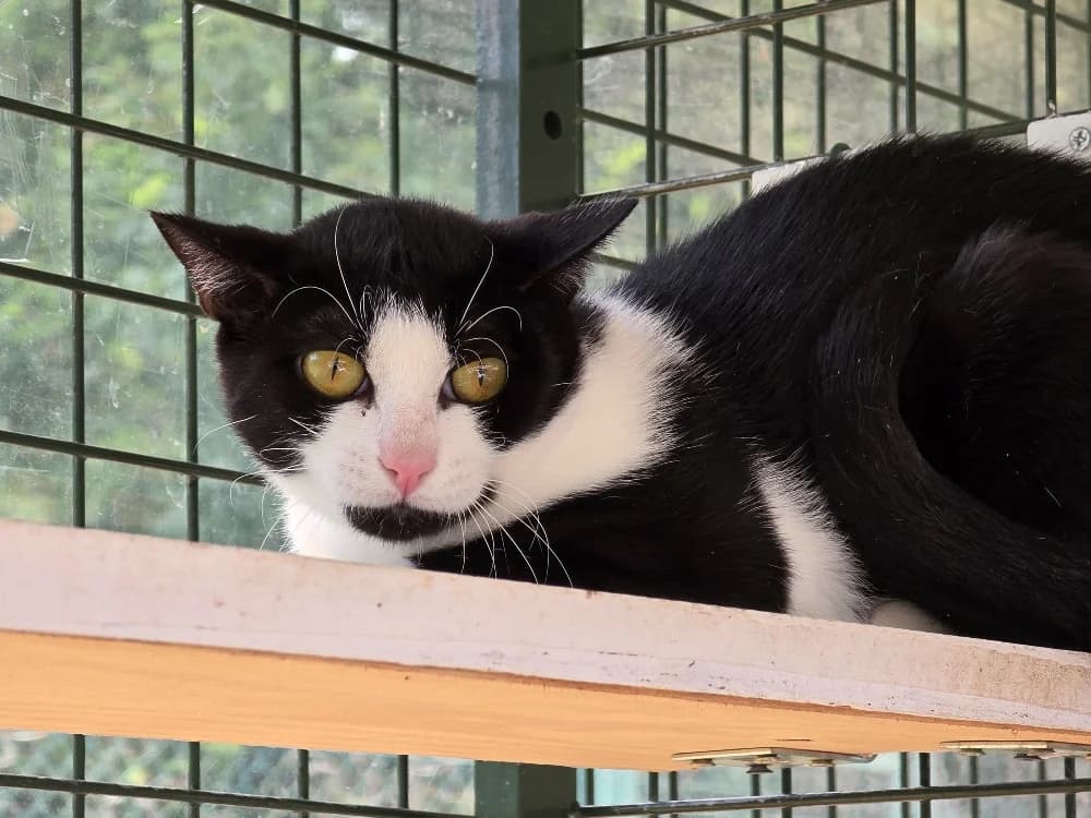 MOONLIGHT, male mixed breed for adoption at SPA Vichy (Brugheas), Vichy