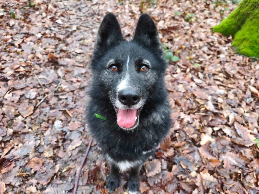 PACA, male Husky for adoption at SPA Vichy (Brugheas), Vichy