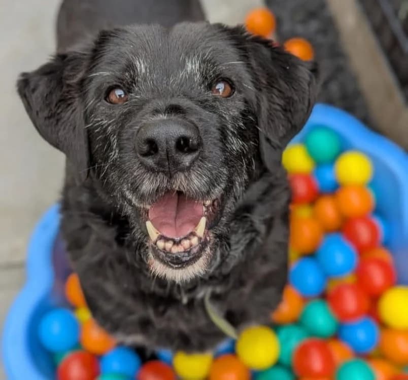 NOUKY, male Labrador Retriever for adoption at SPA Vichy (Brugheas), Vichy