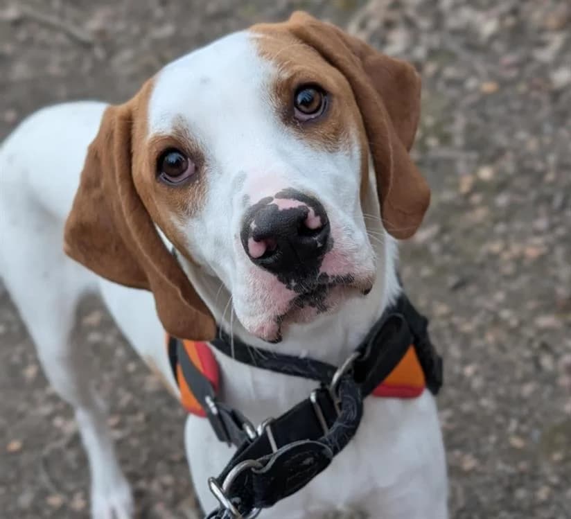 VICKY, male Pointer for adoption at SPA Vichy (Brugheas), Vichy
