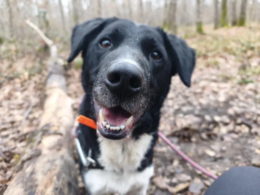 ROKY, male Border Collie for adoption at SPA Vichy (Brugheas), Vichy
