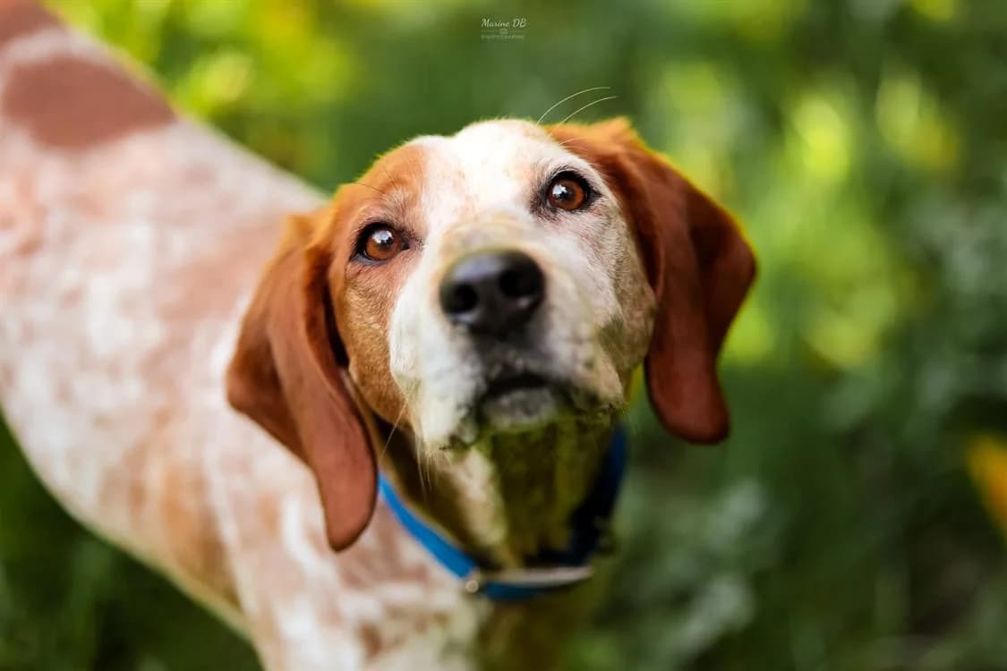 Sully, male Pointer for adoption at SPA Vichy (Brugheas), Vichy