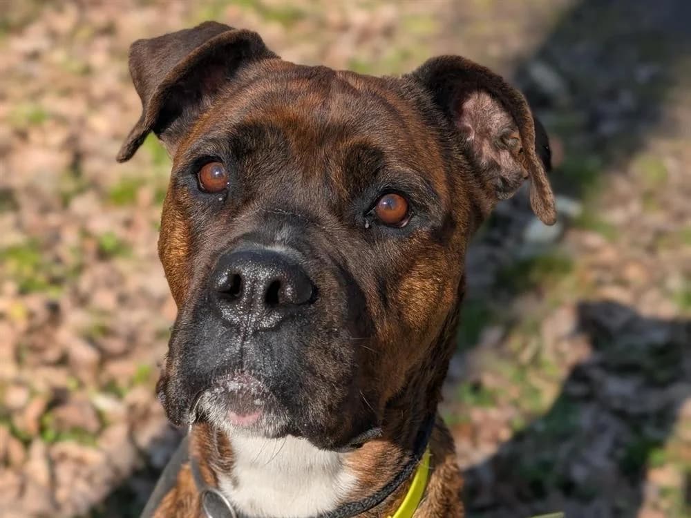 TAKITA, female Mixed Breed for adoption at SPA Vichy (Brugheas), Vichy