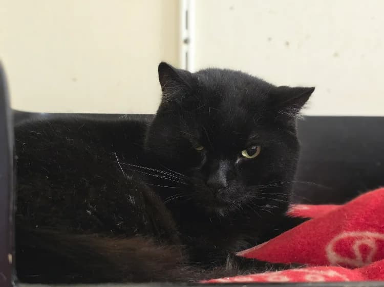 BLACKY, male mixed breed for adoption at SPA Vichy (Brugheas), Vichy