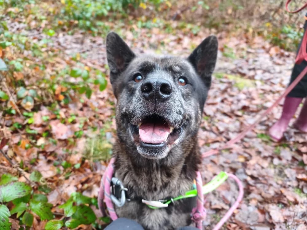 PABLO, male Chow Chow for adoption at SPA Vichy (Brugheas), Vichy