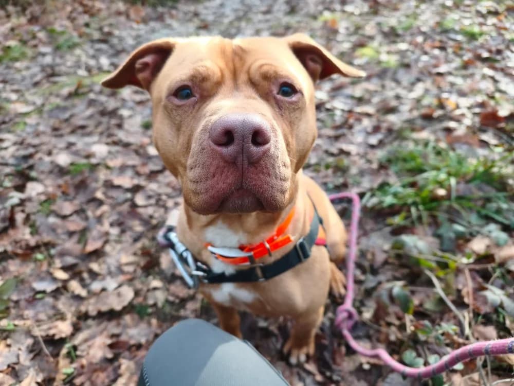 LETO, male 3yo Pointer for adoption at SPA Vichy (Brugheas), Vichy