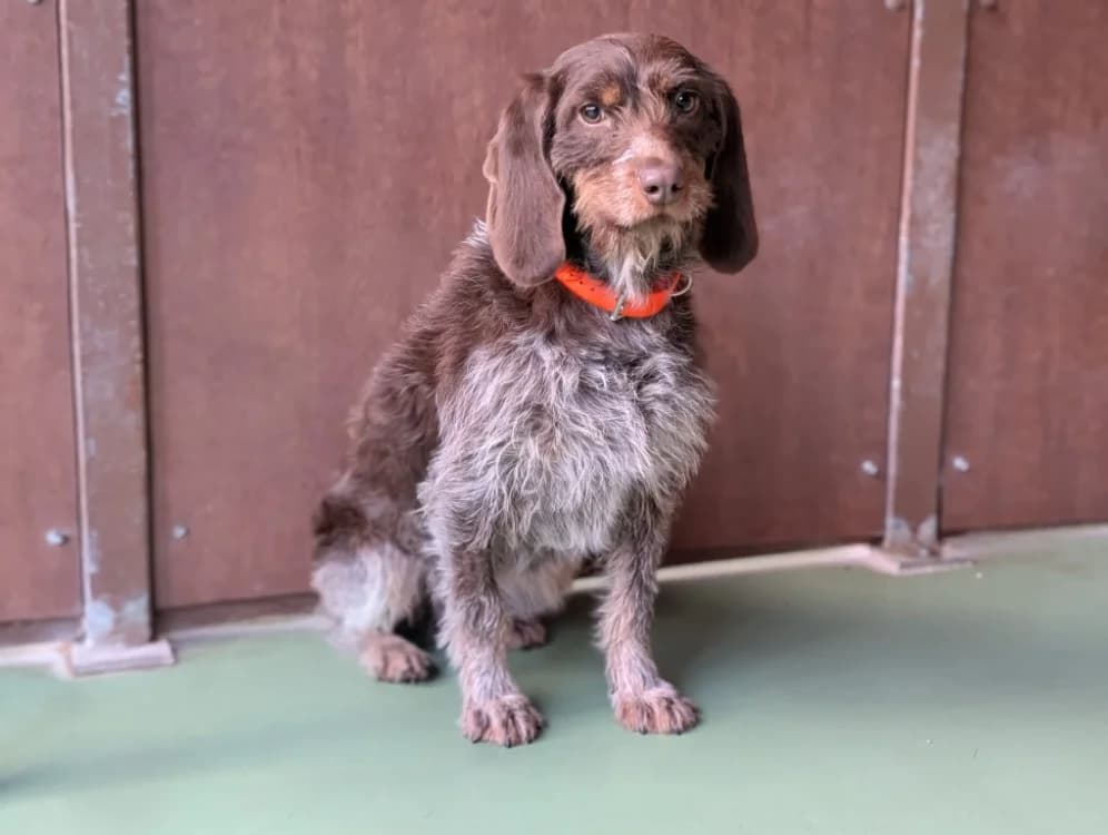 SERENA, female Mixed Breed for adoption at SPA Vichy (Brugheas), Vichy