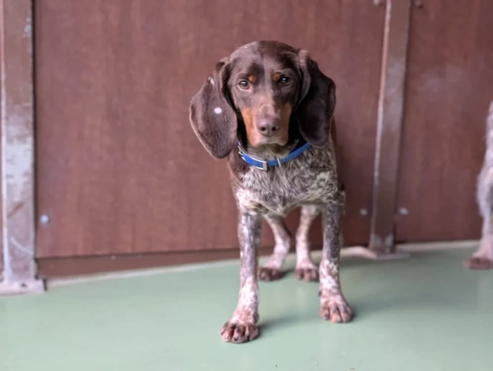 LYDIA, female Pointer for adoption at SPA Vichy (Brugheas), Vichy