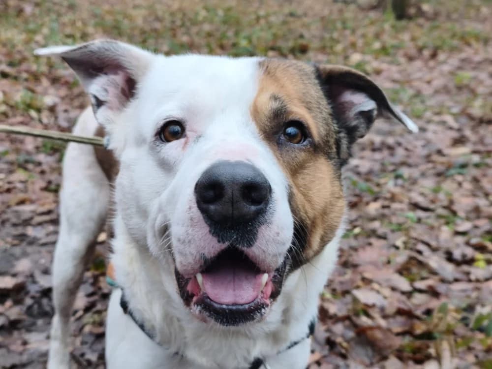 IRON, male Mixed Breed for adoption at SPA Vichy (Brugheas), Vichy