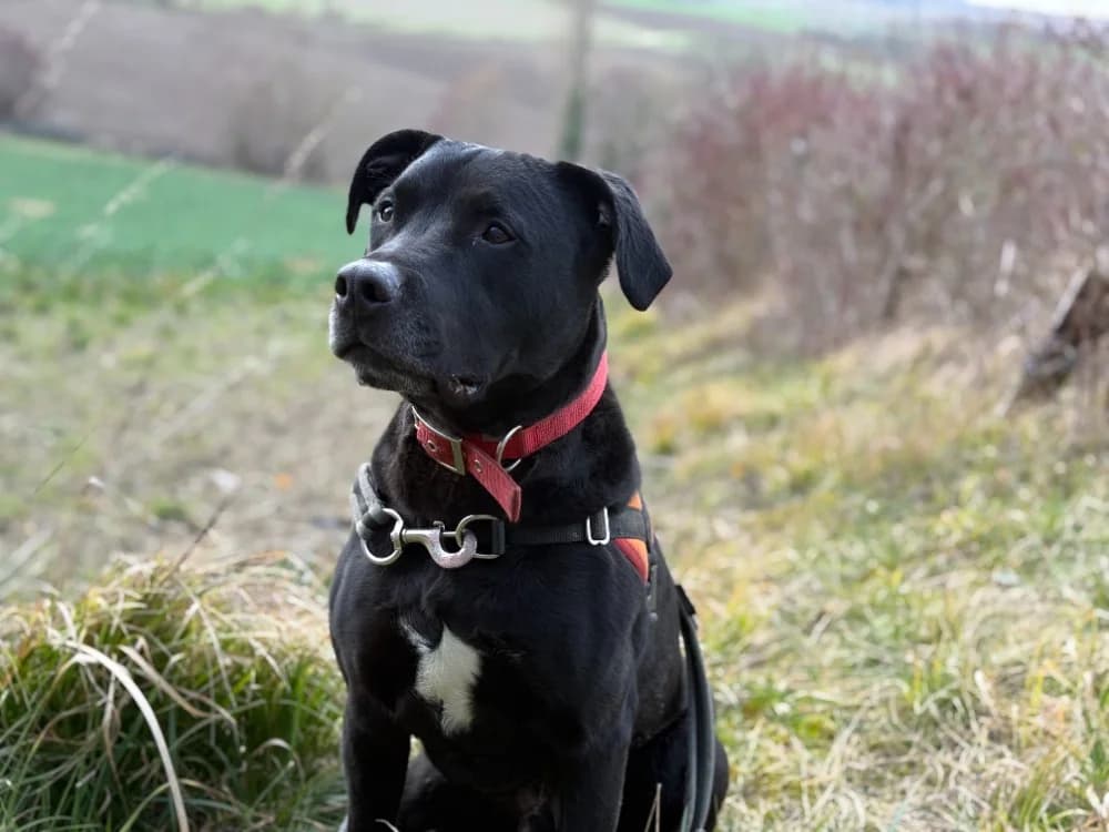 RAPTOR, male Staffordshire Bull Terrier for adoption at SPA Vichy (Brugheas), Vichy