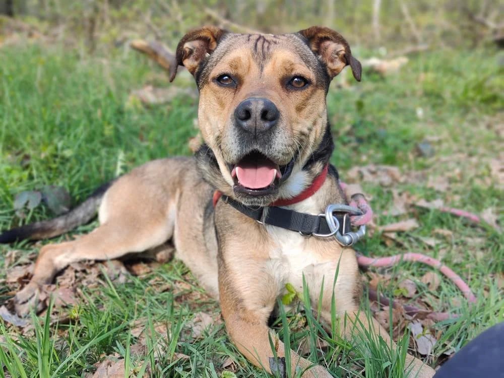 VEGETA, male Mixed Breed for adoption at SPA Vichy (Brugheas), Vichy