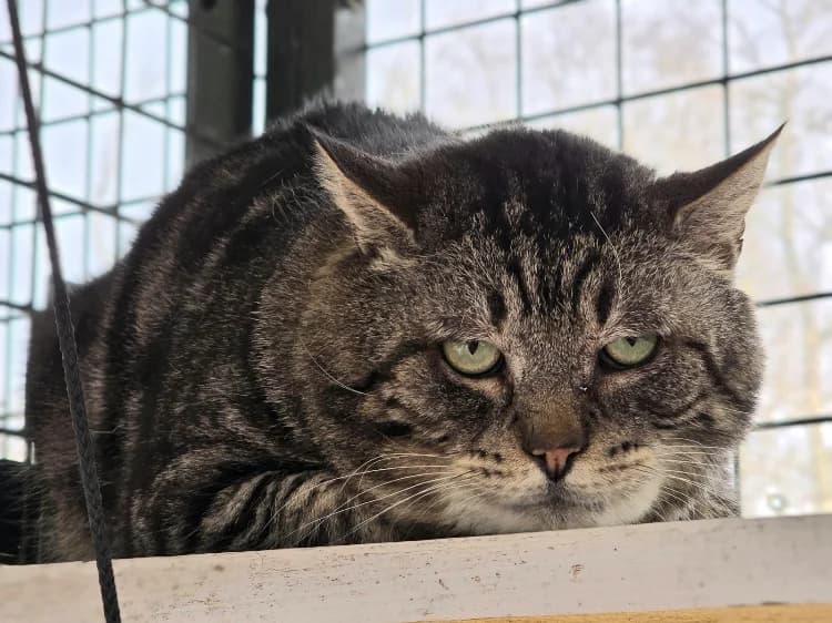 SOCRATE, male mixed breed for adoption at SPA Vichy (Brugheas), Vichy