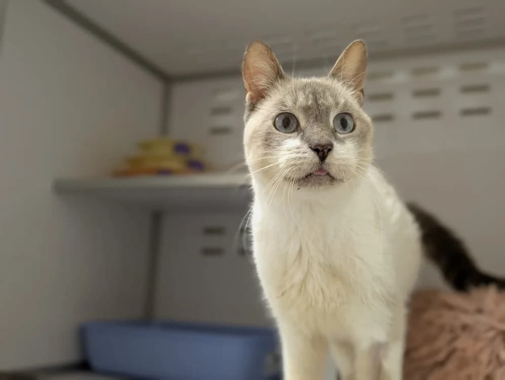 GUYZMO, male Siamese for adoption at SPA Vichy (Brugheas), Vichy