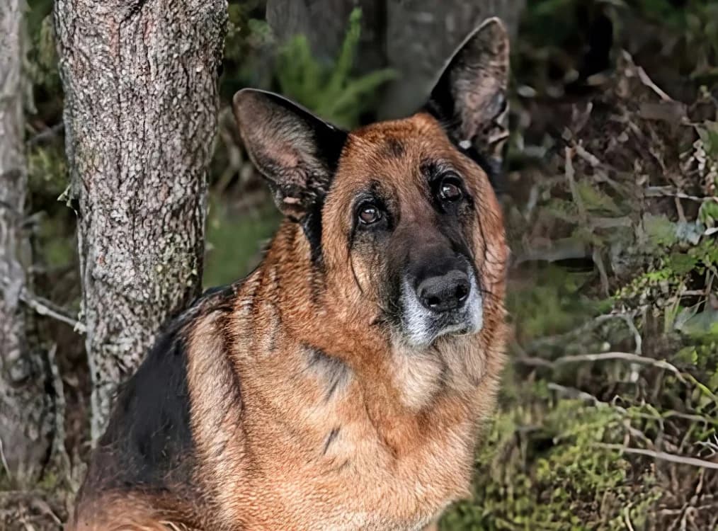 Newton, male German Shepherd for adoption at SPA Vichy (Brugheas), Vichy