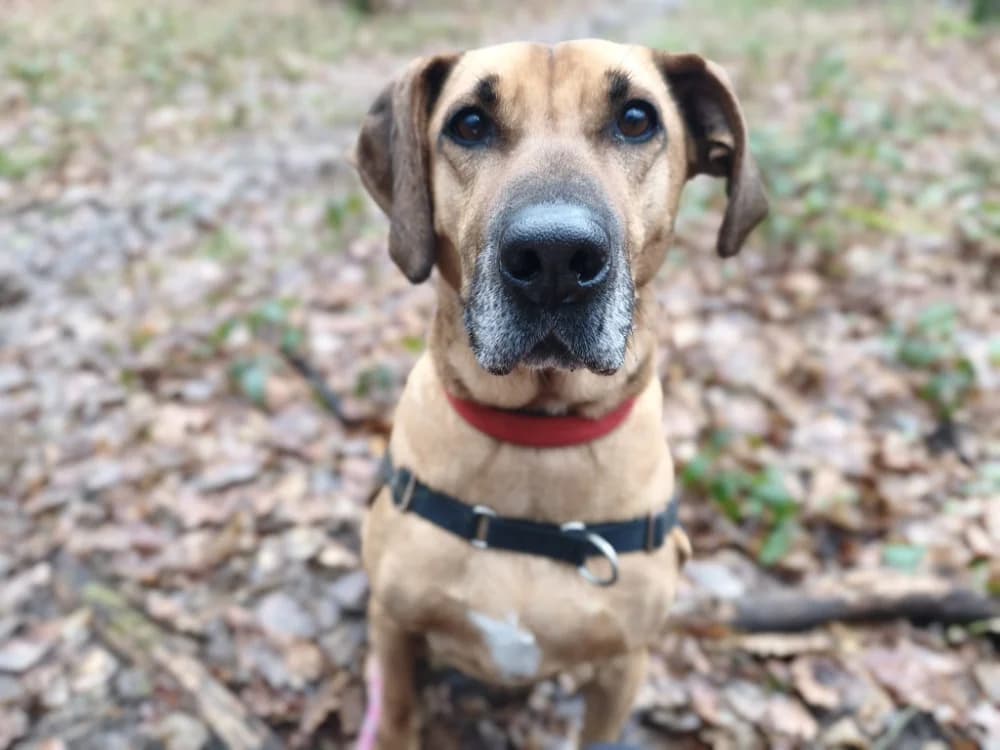STARKY, male Rhodesian Ridgeback for adoption at SPA Vichy (Brugheas), Vichy