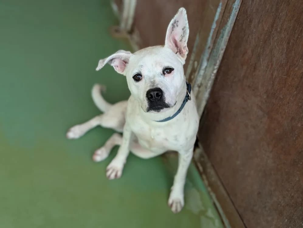 AIKA, female Bull Terrier for adoption at SPA Vichy (Brugheas), Vichy