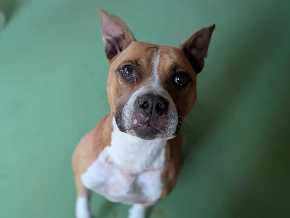 POLKA, female Mixed Breed for adoption at SPA Vichy (Brugheas), Vichy