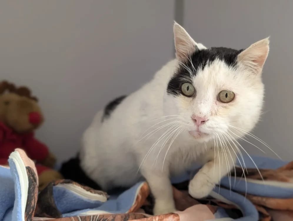 ELIO, male 7yo mixed breed for adoption at SPA Vichy (Brugheas), Vichy