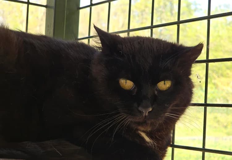 CAPUCINE, female mixed breed for adoption at SPA Vichy (Brugheas), Vichy