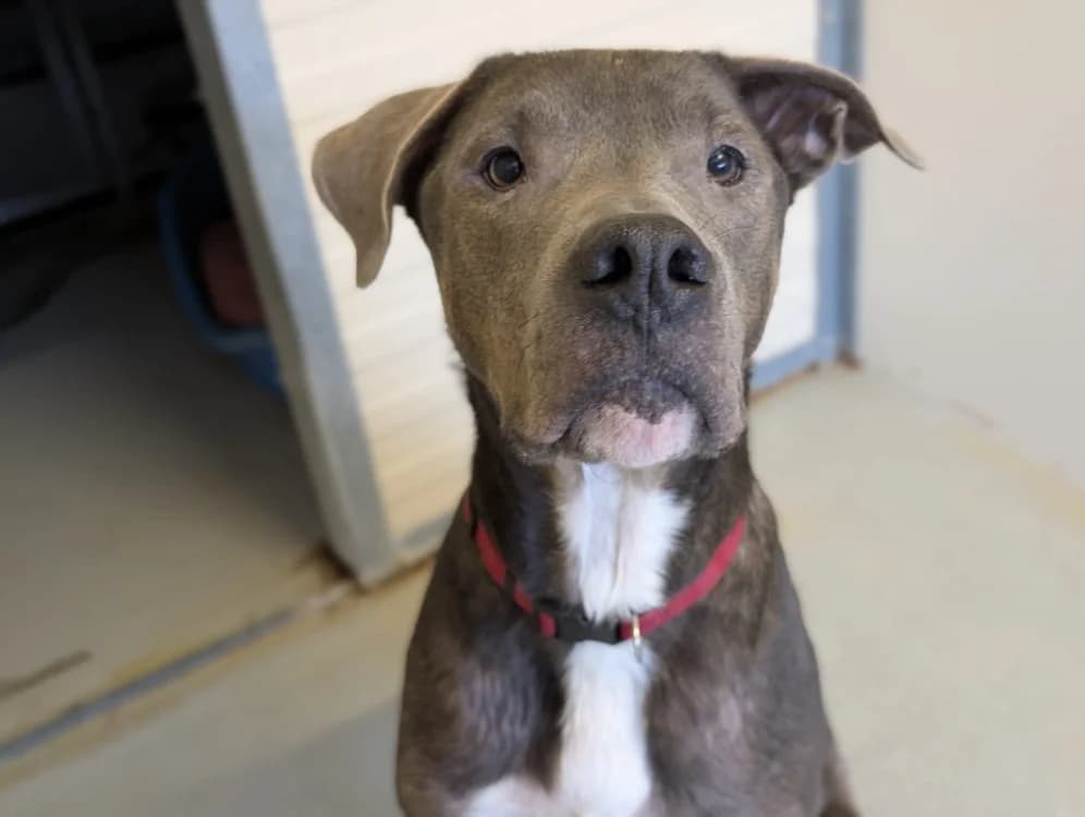 TYSON, male Cane Corso for adoption at SPA Vichy (Brugheas), Vichy