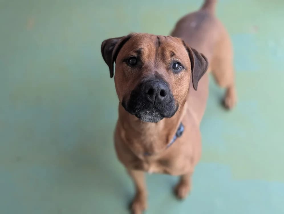 TCHO, male Labrador Retriever for adoption at SPA Vichy (Brugheas), Vichy