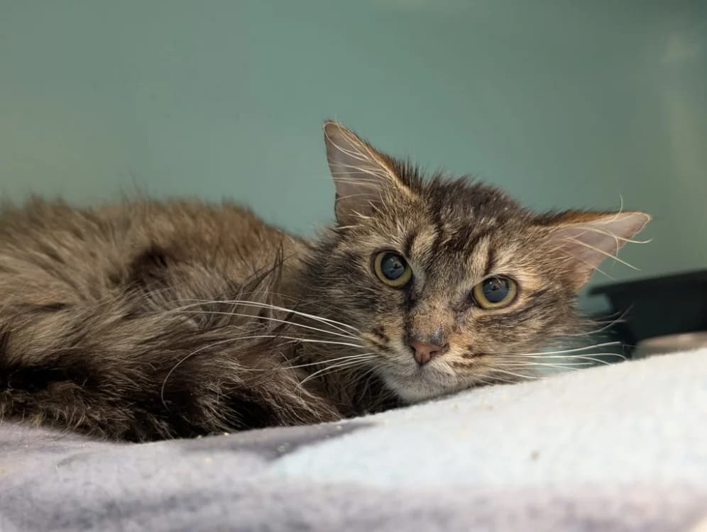 BIGMAC, male mixed breed for adoption at SPA Vichy (Brugheas), Vichy