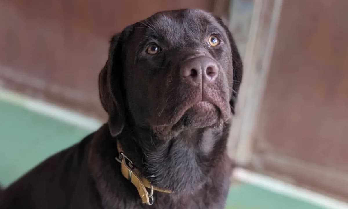 ASTON, male Labrador Retriever for adoption at SPA Vichy (Brugheas), Vichy