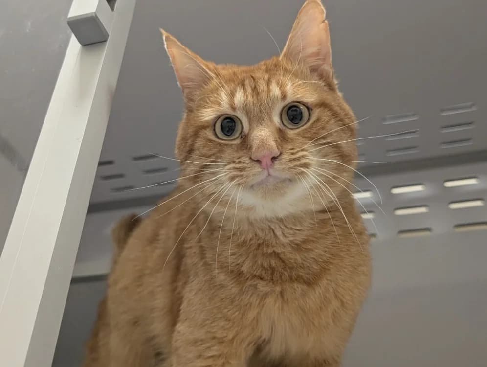 OSLO, male mixed breed for adoption at SPA Vichy (Brugheas), Vichy