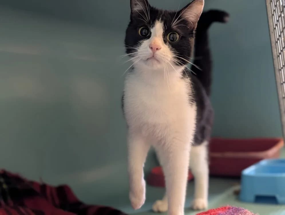 TIMON, male mixed breed for adoption at SPA Vichy (Brugheas), Vichy