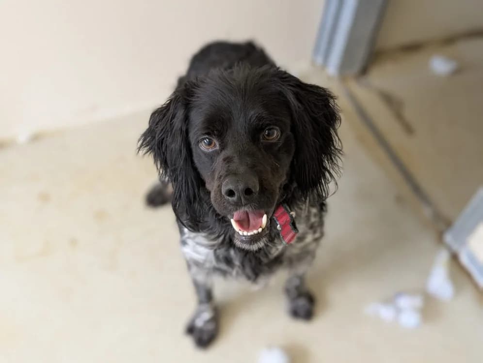 MALO, male Mixed Breed for adoption at SPA Vichy (Brugheas), Vichy